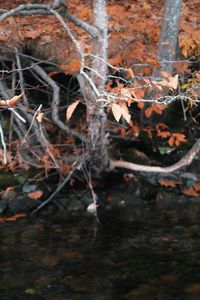 Close-up of autumn leaves in water