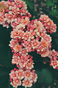 Close-up of pink flowering plants