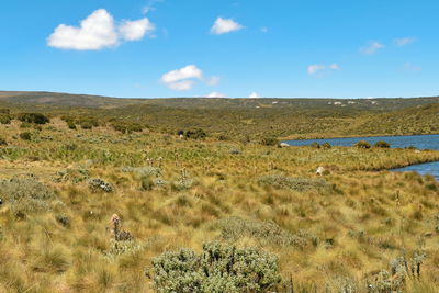 The high altitude moorland of mount kenya, mount kenya, mount kenya national park, kenya