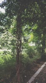 Trees in forest