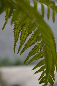 Close-up of pine tree leaves