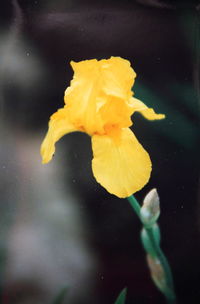 Close-up of yellow flowers