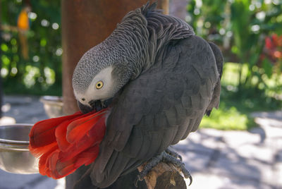 Close-up of a bird