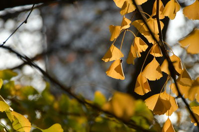 Close-up of yellow leaves against sky