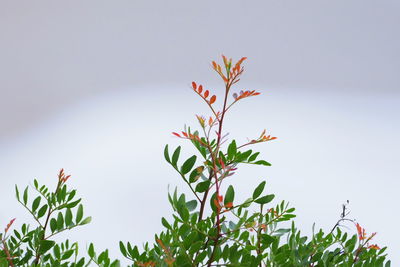 Close-up of flowering plant against clear sky