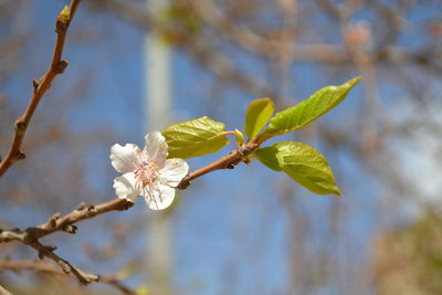 Close-up of cherry blossoms in spring