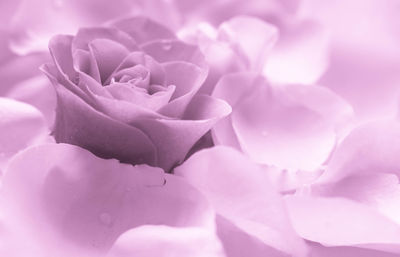 Close-up of pink rose flower