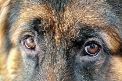 Close-up portrait of dog