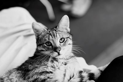 Close-up portrait of kitten lying on bed