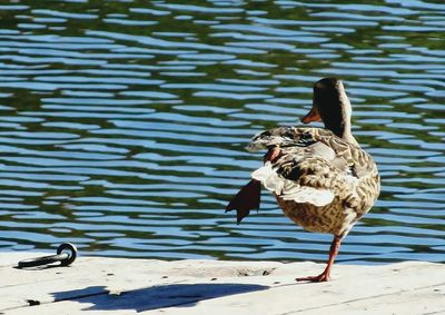 Duck standing on one leg on a bridge 