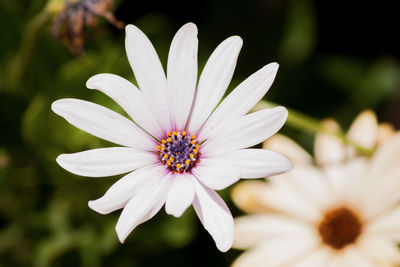 Close-up of white flower