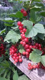 Close-up of red berries on tree