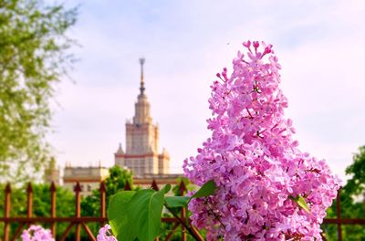 Lilac spring flowers in the campus of moscow university