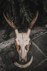 Close-up of animal skull