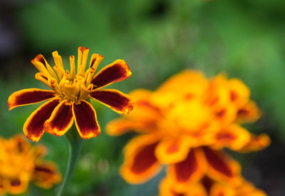 Close-up of orange day lily blooming in park