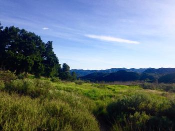 Scenic view of grassy field against sky