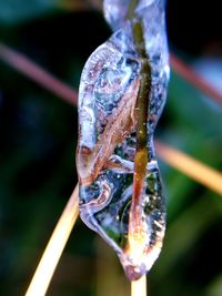 Close-up of water drop on plant