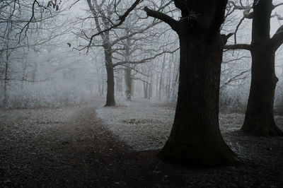 Gloomy winter forest during fog covered with frost in cloudy weather