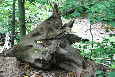 Trees in forest