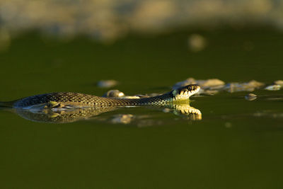 Grass snake eating a fish in kopacki rit, croatia