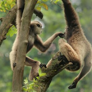 Monkeys on tree in forest