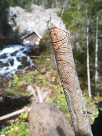 Close-up of tree trunk in forest