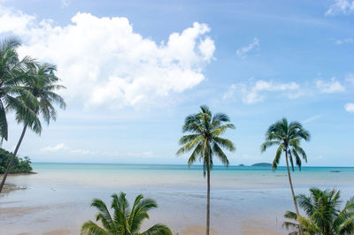 Palm trees on beach against sky