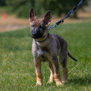 Portrait of dog on field