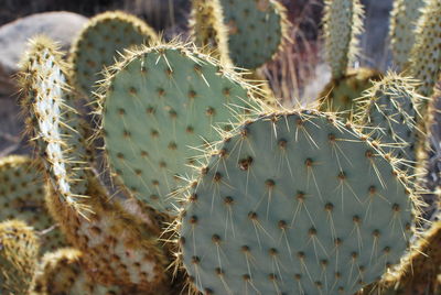 Close-up of prickly pear cactus