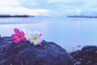 Close-up of frangipanis on rock by lake against sky