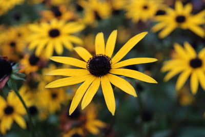 Close-up of yellow daisy flowers