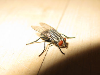 Close-up of housefly on floor