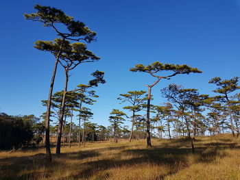 Low angle view of trees on field against clear blue sky