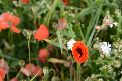 Close-up of red flowers blooming outdoors