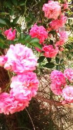 Close-up of pink flowers