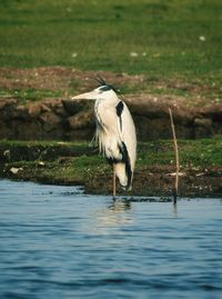 View of a bird on water