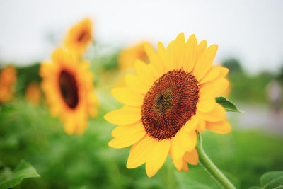 Close-up of yellow flower