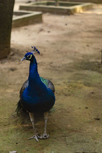 Close-up of a peacock