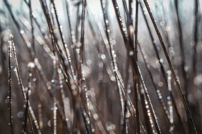 Close-up of frozen plants