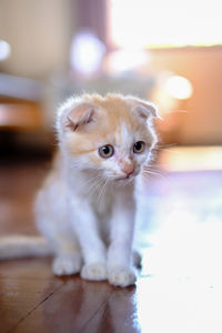 Close-up portrait of cat