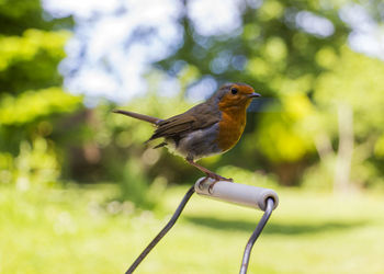 Close-up of robin perching on handle