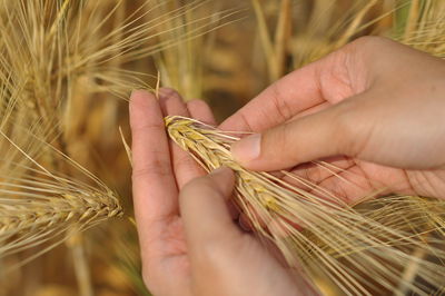 Close-up of hand holding wheat