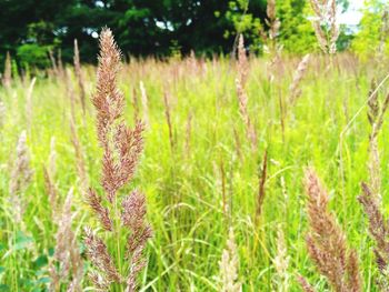 Close-up of grass growing in field