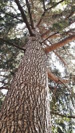 Low angle view of tree in forest