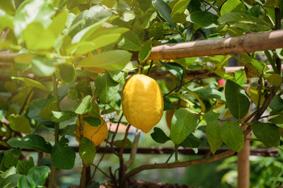 Close-up of fruits growing on tree