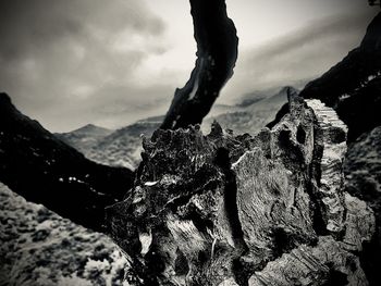 Close-up of rocks and tree against sky