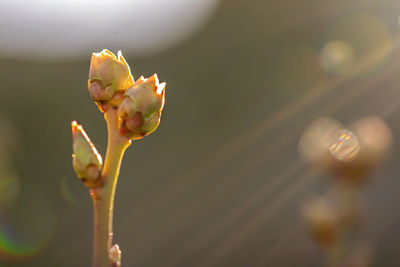 Close-up of flowering plant