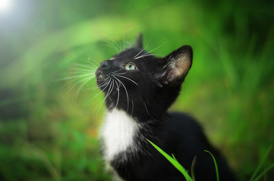 Close-up of black cat