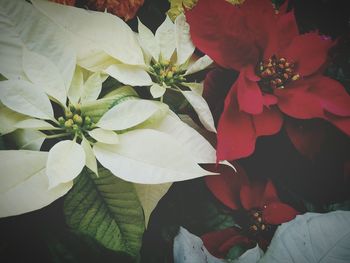 Close-up of flowers