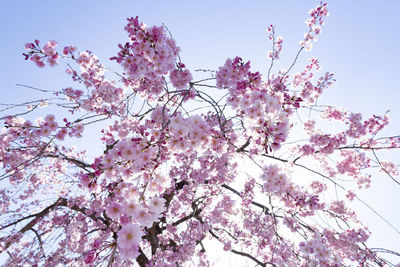 Low angle view of cherry blossoms against sky